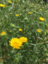 Gumweed tincture, dried Grindelia flower extract USA sustainably grown