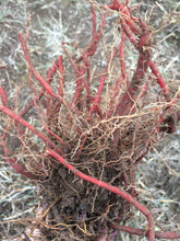 Dan Shen Tincture, organic Salvia miltiorrhiza root, Red Sage