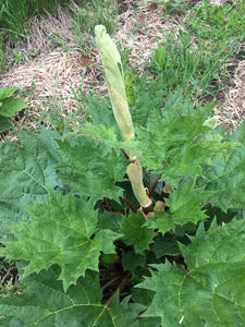 Turkey Rhubarb Root Tincture, organic Rheum palmatum, Da Huang