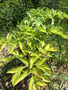 Lovage Root tincture, Organic Levisticum officinale herb