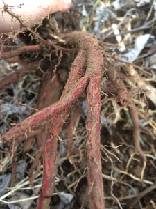 Dan Shen Tincture, organic Salvia miltiorrhiza root, Red Sage