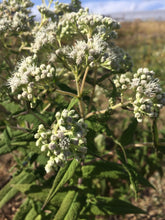 Boneset Tincture, Eupatorium perfoliatum organic herb
