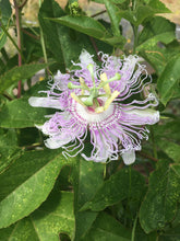 Passionflower dried herb, Organic Passiflora incarnata leaf flower
