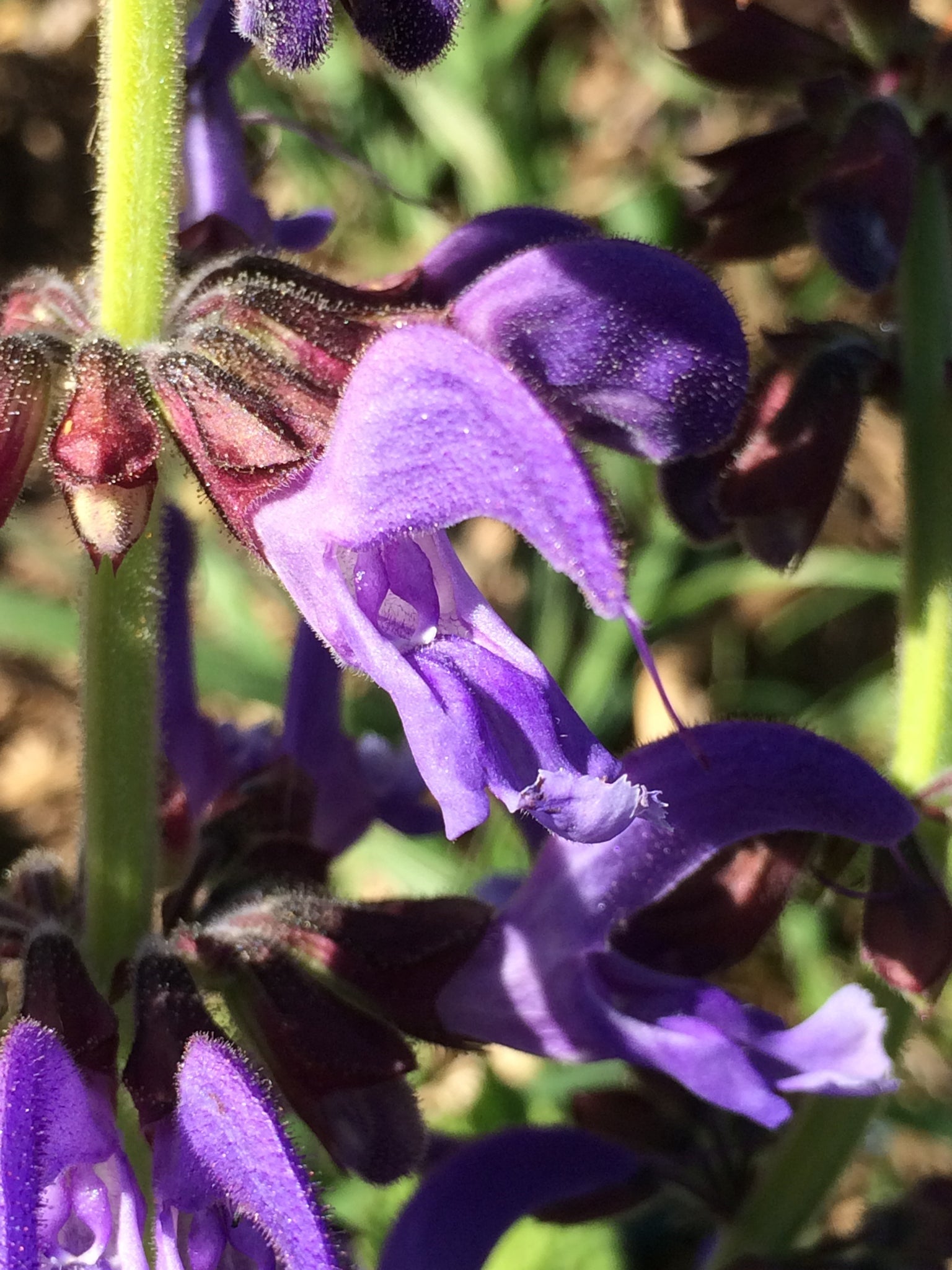 Semi Di Salvia Rossa (Salvia Miltiorrhiza) Dan Shen - Per Giardinaggio O Erboristeria - Foto 9
