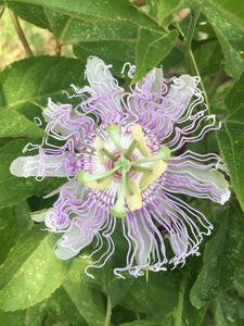 Passionflower tincture, Organic Passiflora incarnata herb