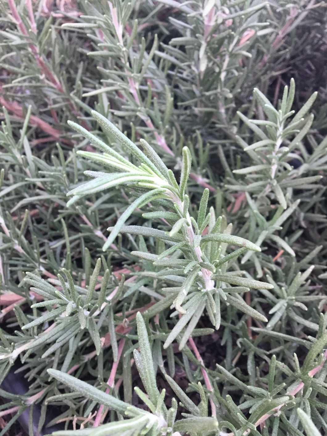 Rosemary tincture, Organic Rosemarinus officinalis herb