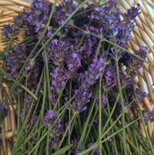 Lavender Tincture, organic Lavandula angustifolia herb