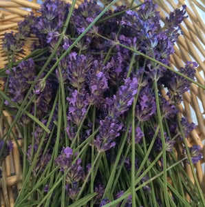 Lavender Tincture, sustainable USA grown Lavandula angustifolia herb