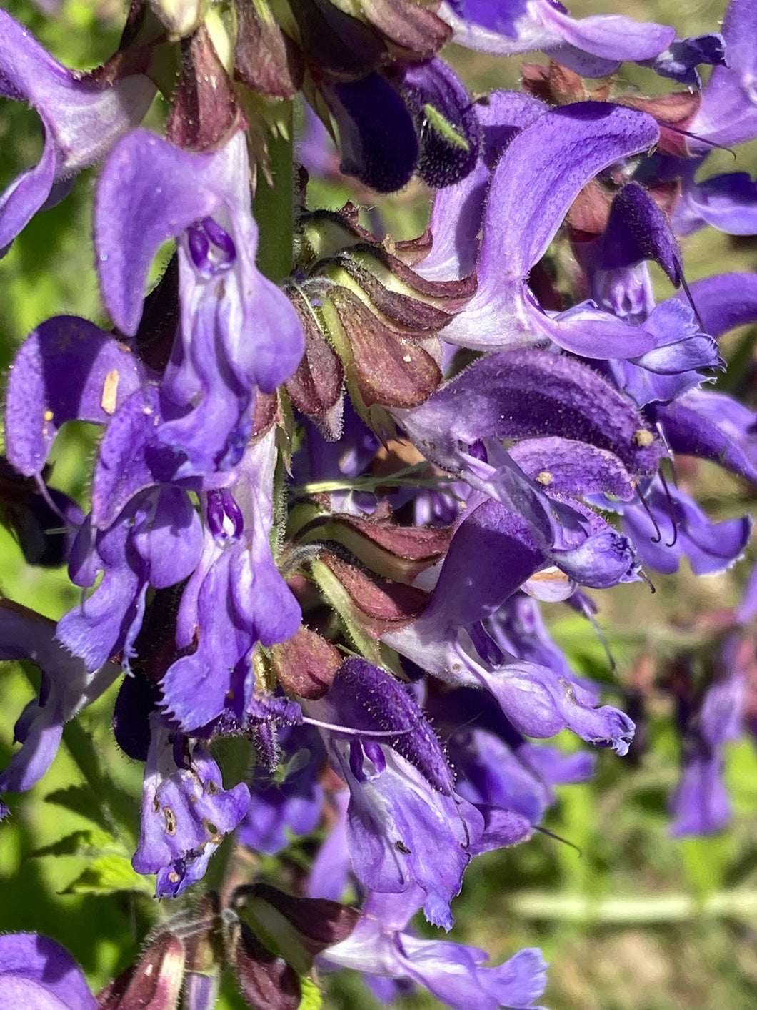 Sage Tincture, organic Salvia officinalis root, official garden sage