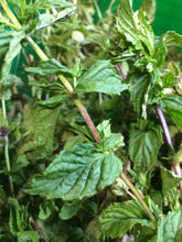 Peppermint Tincture, organic Mentha piperita. organic herb