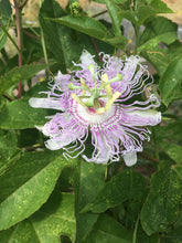 Passionflower tincture, Organic Passiflora incarnata herb